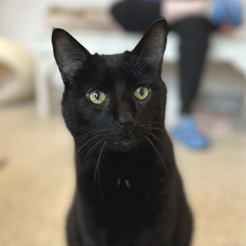 FLETCHER - Domestic Shorthair available for adoption