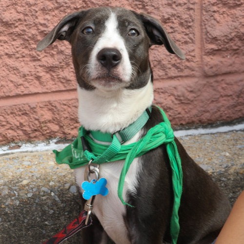 WINNIE - Retriever, Labrador / Mix available for adoption