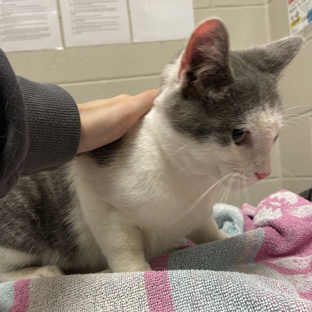Acorn: Visit me at Elkhart PetSmart