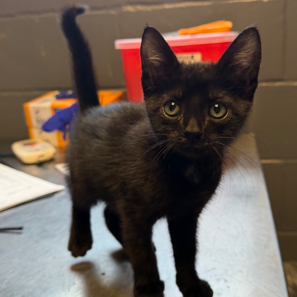 Tusc Stray 85427