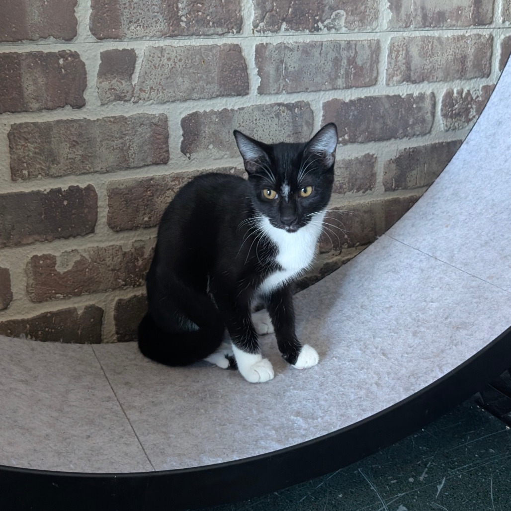 VIDIA — thumbnail 3