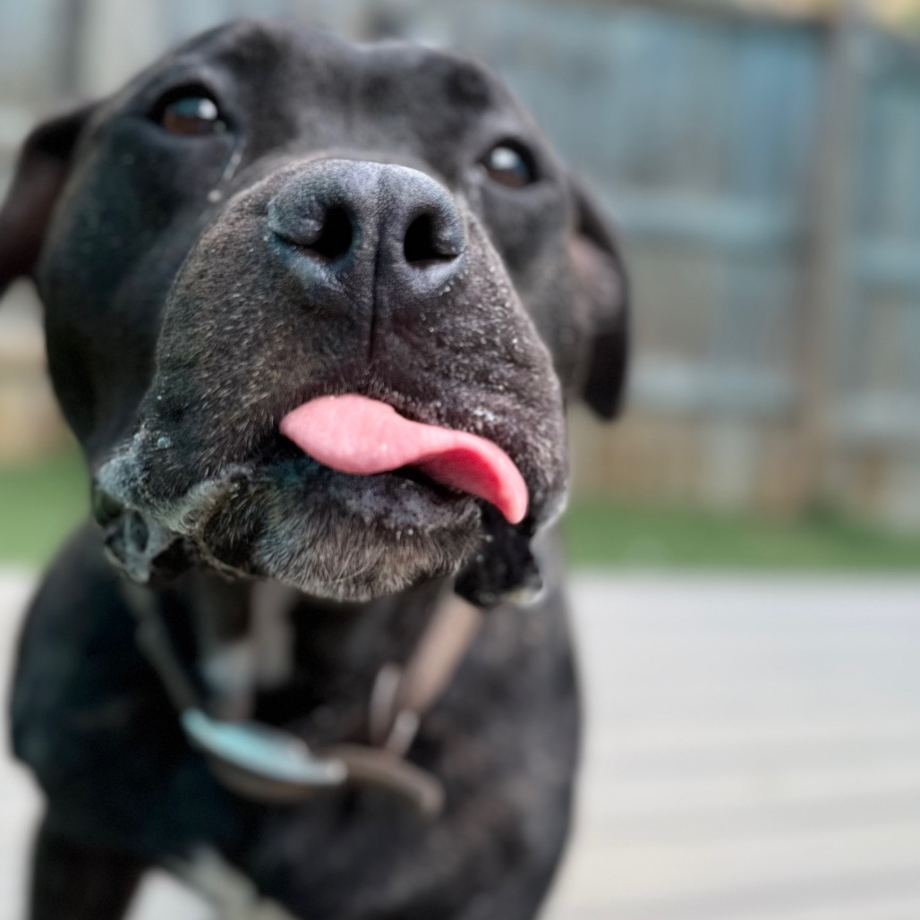 Aleister, a Terrier