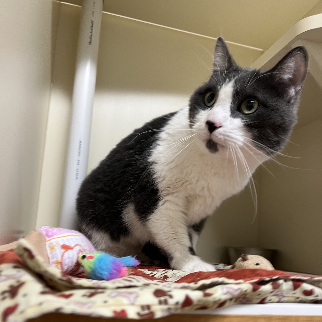 Rhino (Real name Stormy) — thumbnail 2