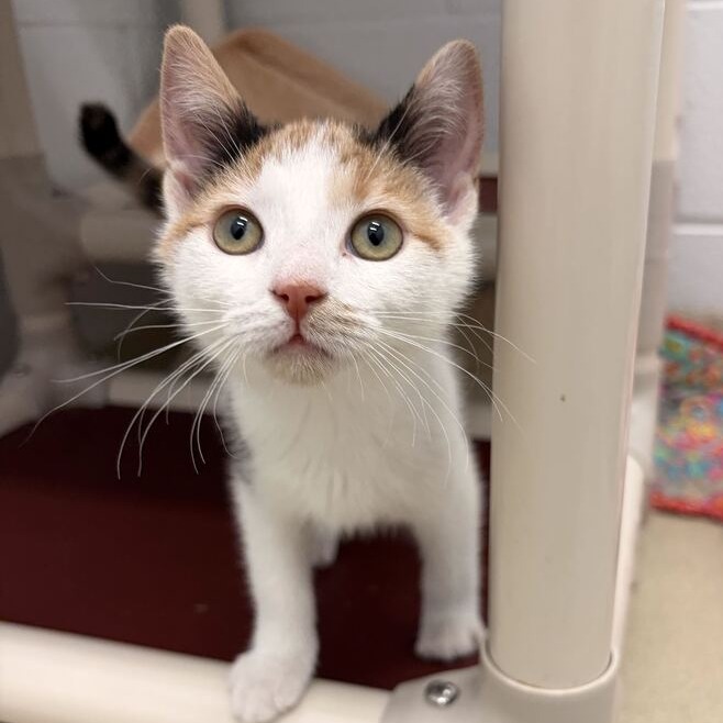 COCO (BONDED TO PETER) - Domestic Shorthair available for adoption