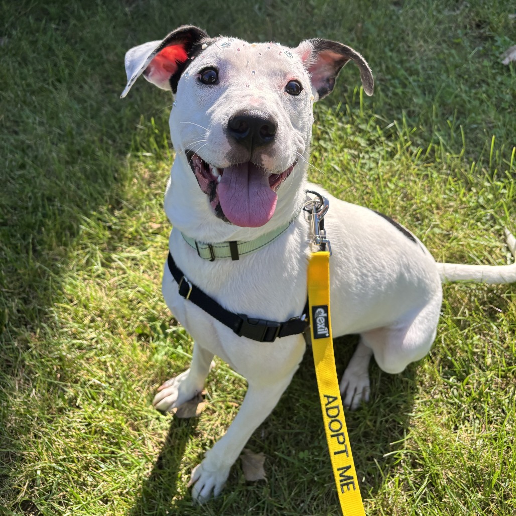 ROBERT - Mixed Breed (Medium) available for adoption