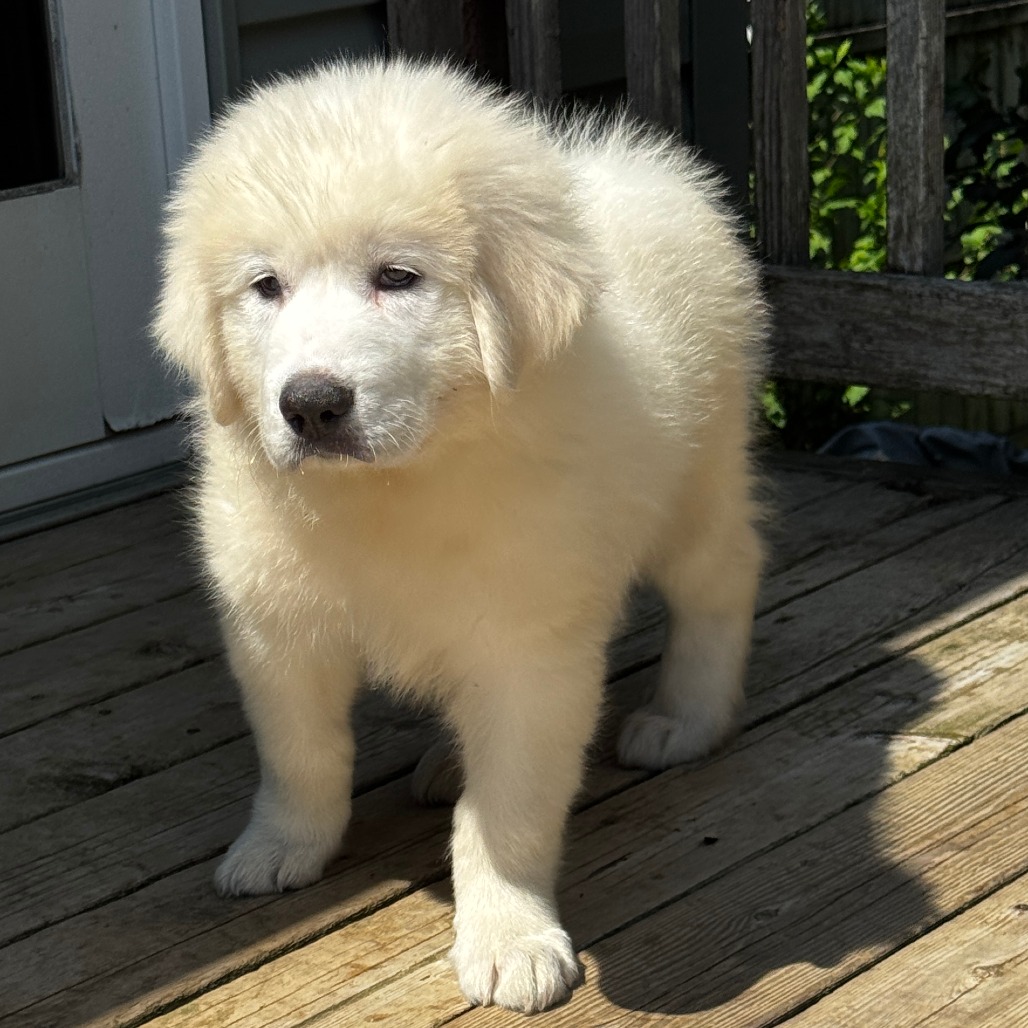 NY Amos Avail Aug 8 (Foster in Stormville)