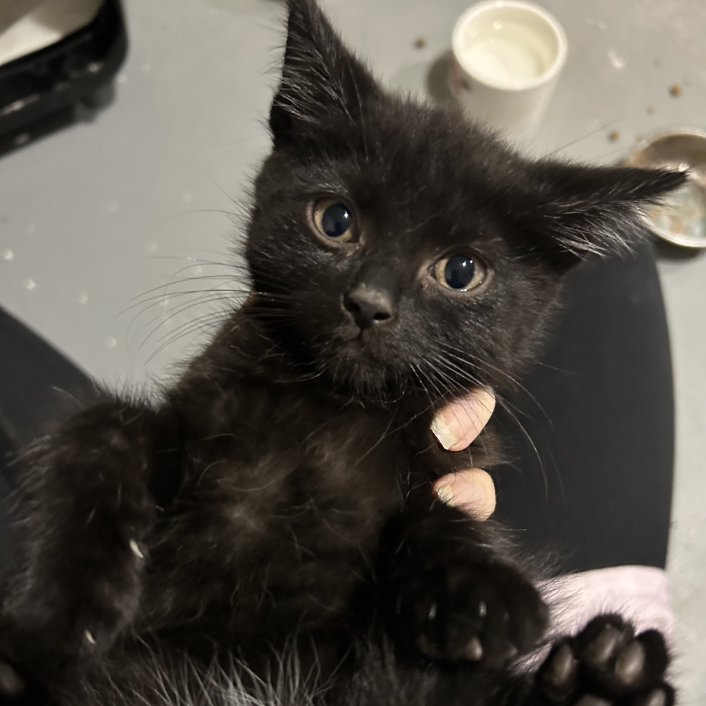 ORION - Domestic Shorthair available for adoption