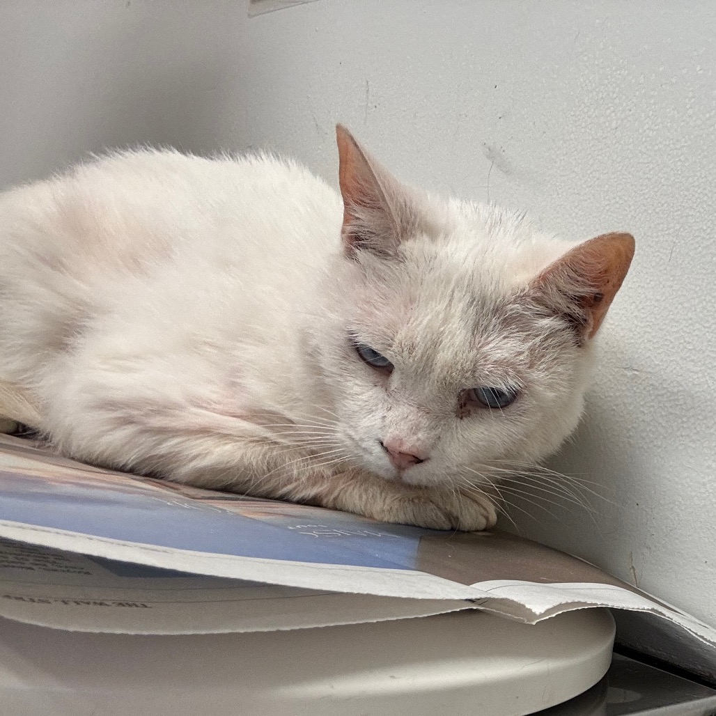 SINATRA - Domestic Medium Hair / Mix available for adoption