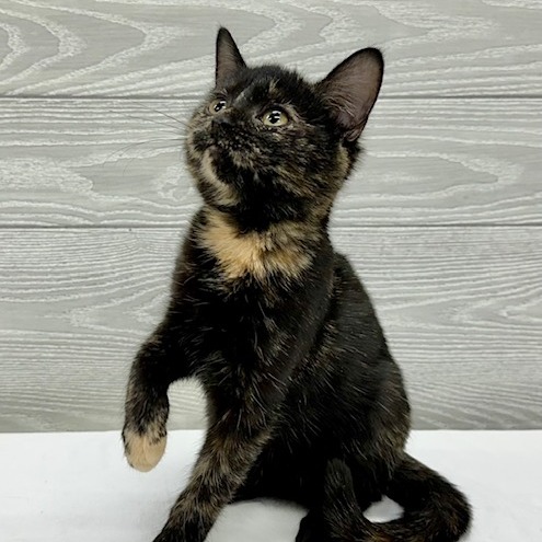 REESE CUP - Domestic Shorthair available for adoption