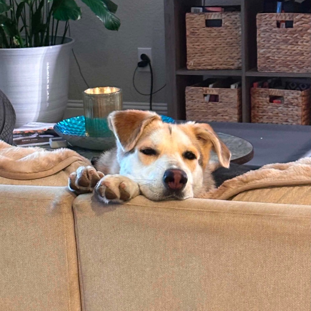 Photo of Waffles (Amber)