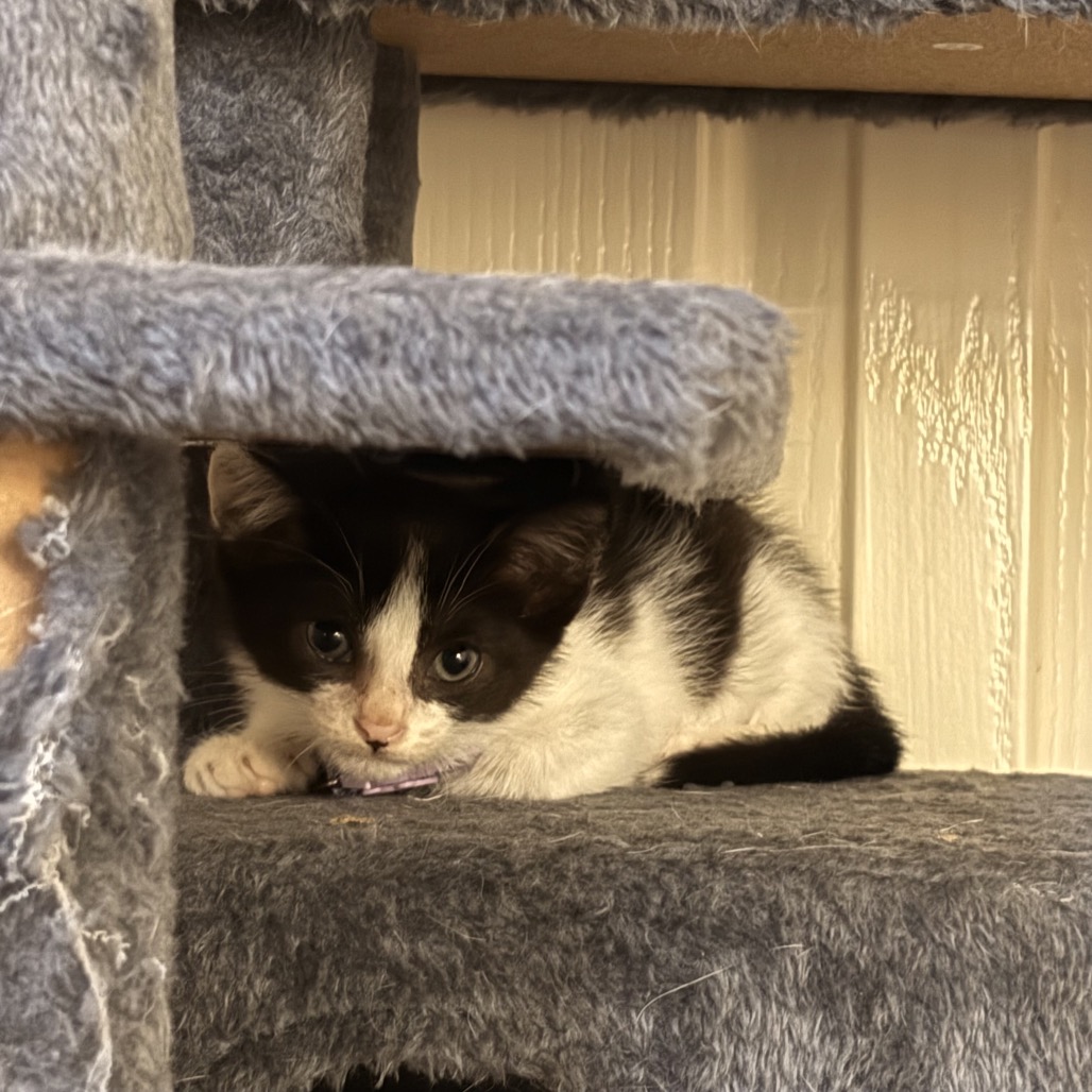 FRIED CHICKEN - Domestic Shorthair available for adoption