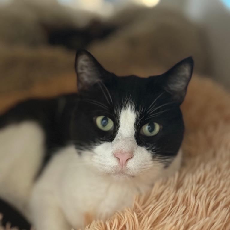 Another portrait of Moo Moo