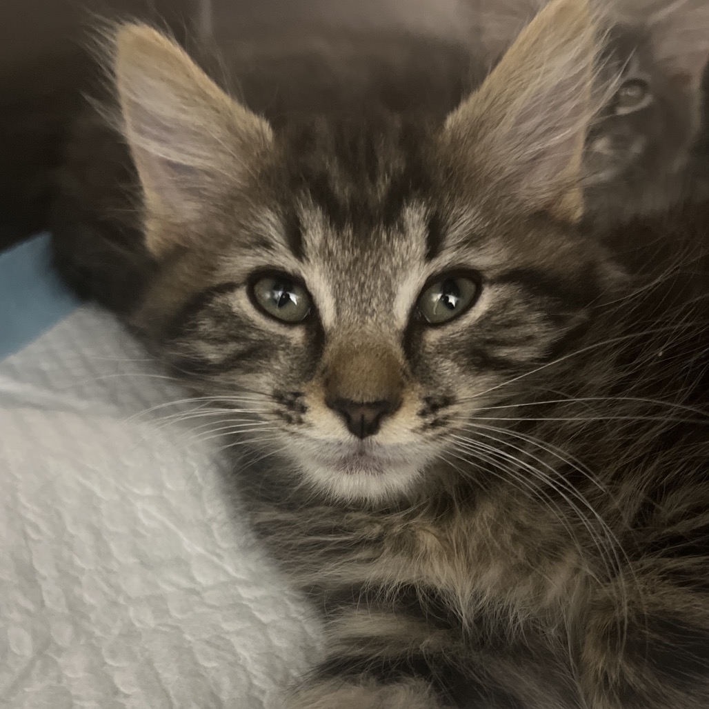 Smith Grey Image