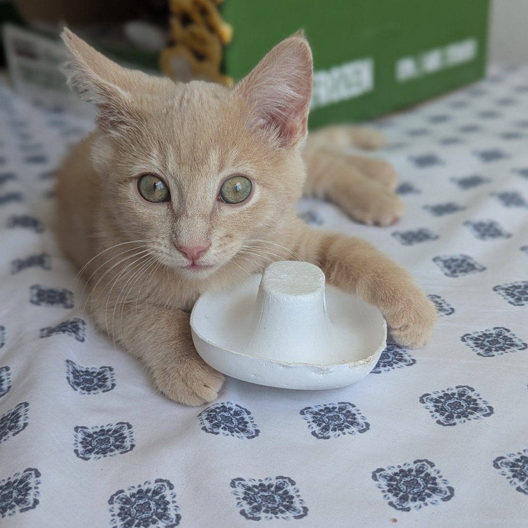 KANDY CORN - Domestic Shorthair available for adoption