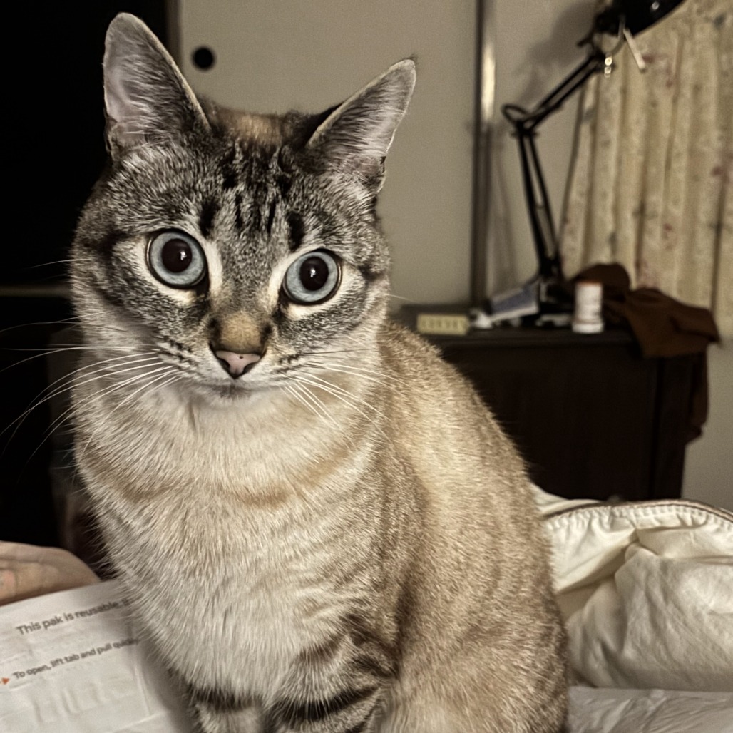 Freya - Domestic Shorthair