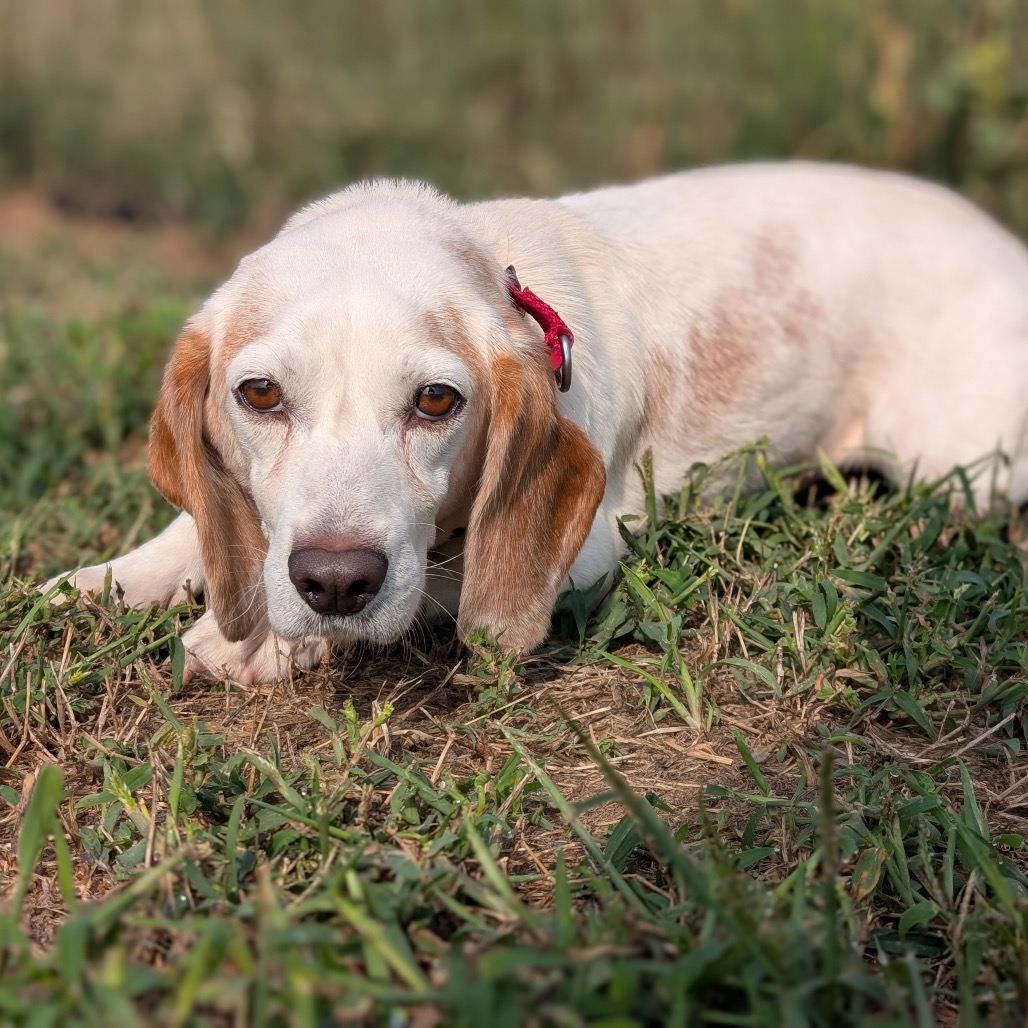 Gomer, photo 4