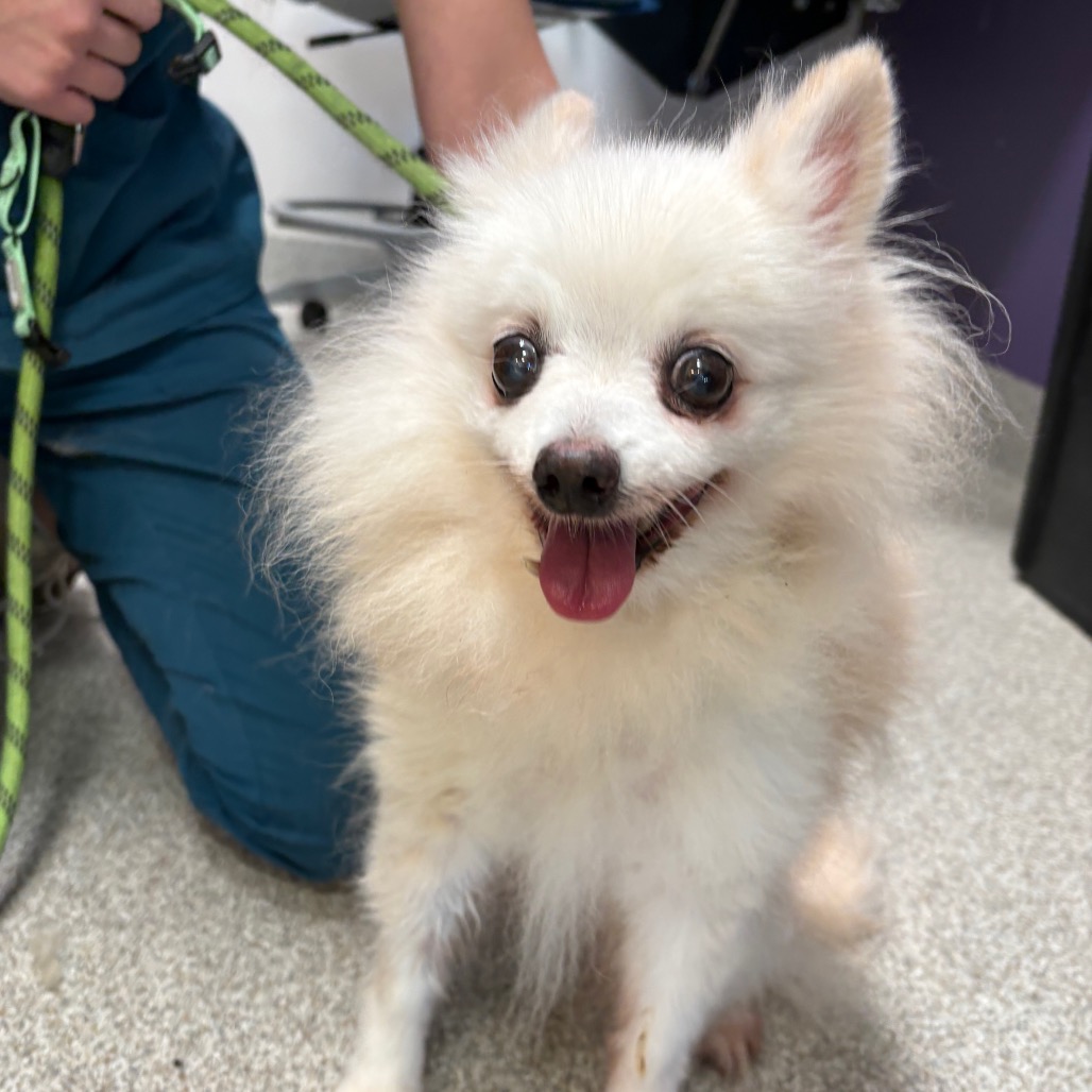 Pomeranian