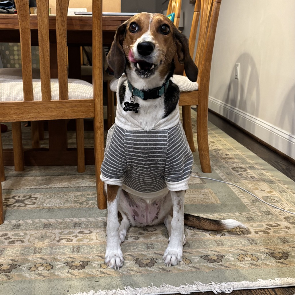 Fern — thumbnail 4