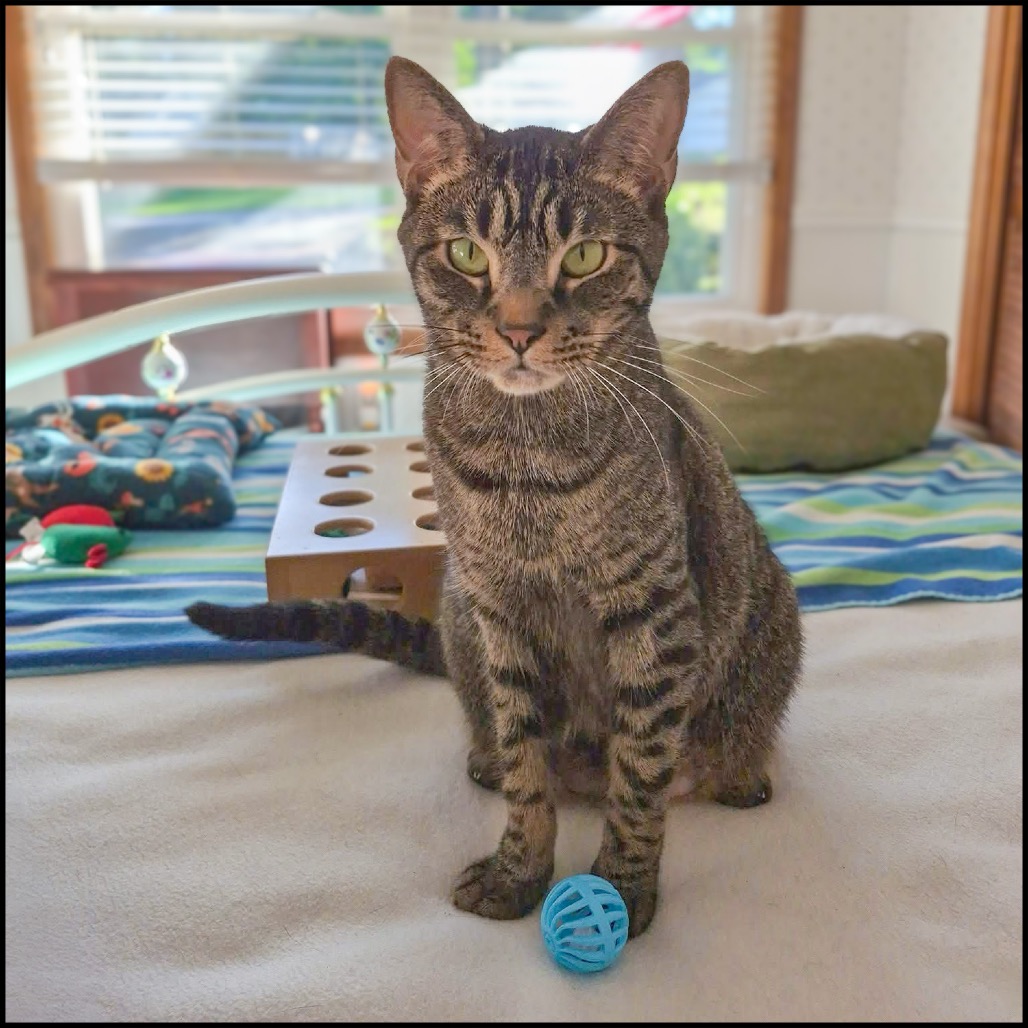 AZZARO (ZEE) - Domestic Shorthair / Mix for adoption in Roswell
