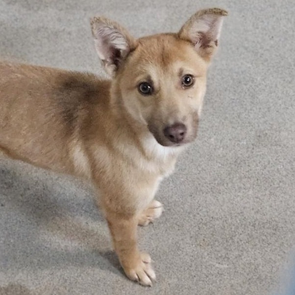 Kennel#7 Sassy's preview photo