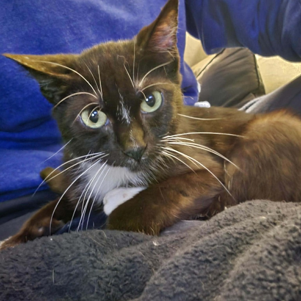 ZEKE - Domestic Shorthair available for adoption