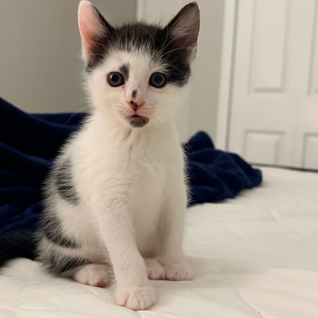 BILLIE - Domestic Shorthair available for adoption