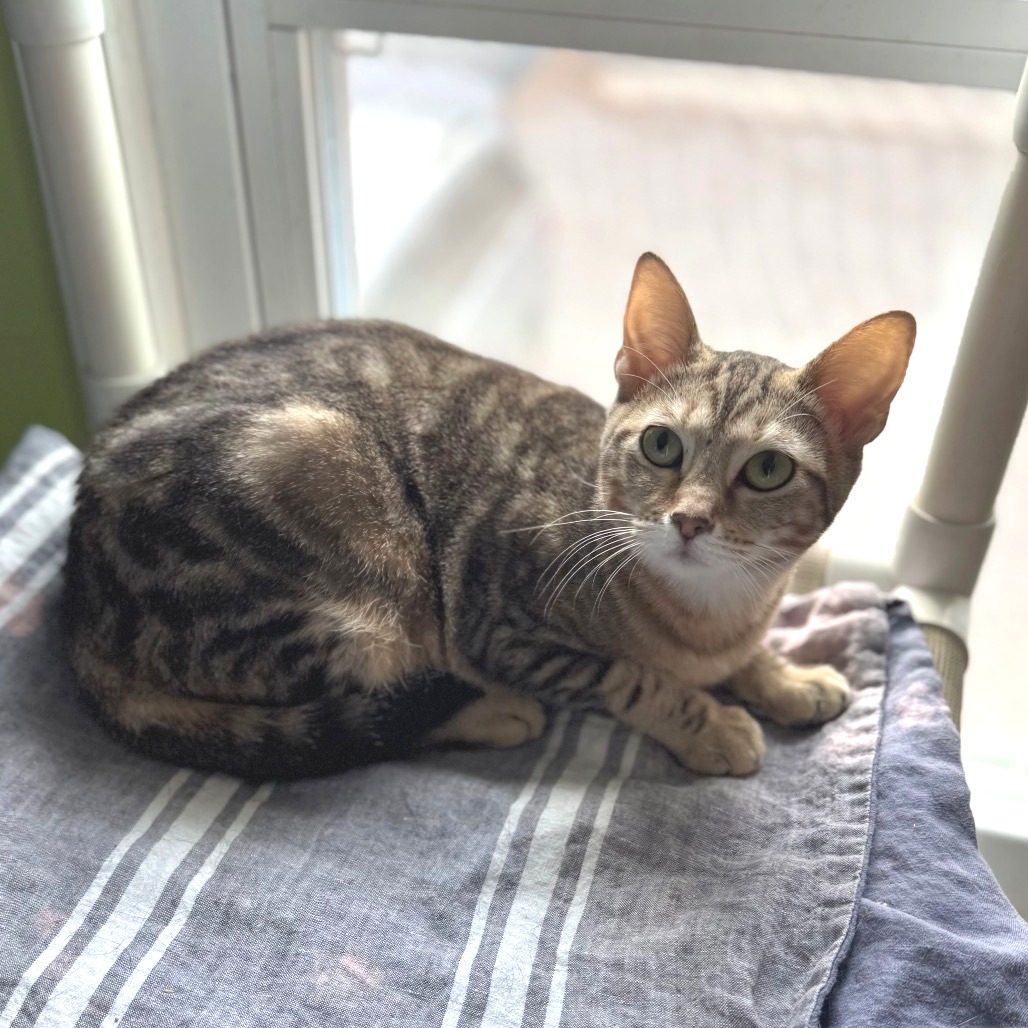 Hershey's Kiss — thumbnail 2