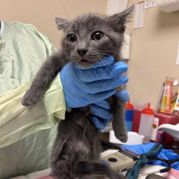 ALFRED - Domestic Shorthair available for adoption