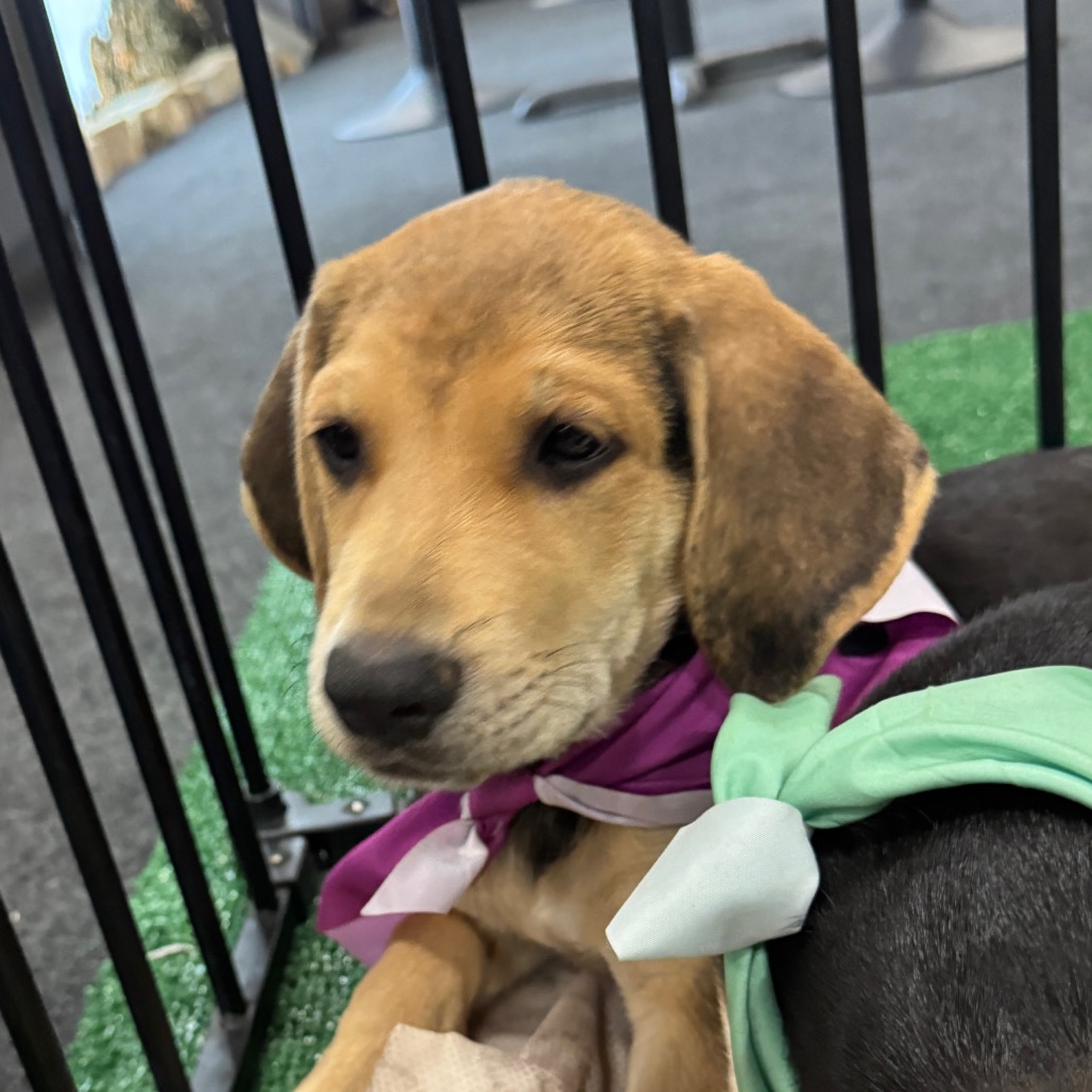 ELM - Hound / Shepherd available for adoption