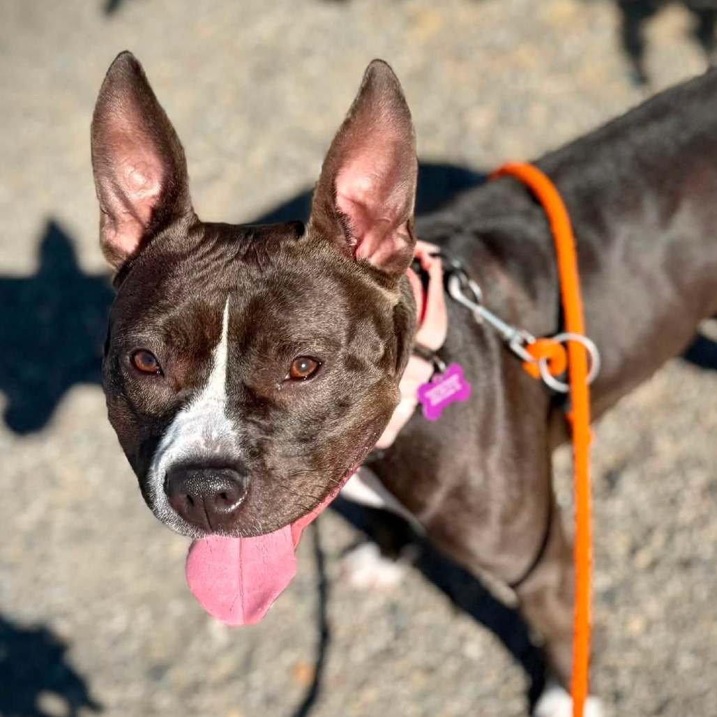 Pit Bull