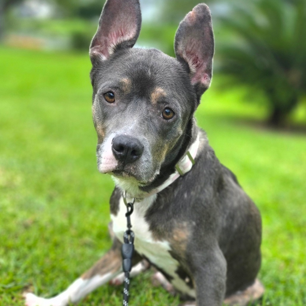 Mixed Breed