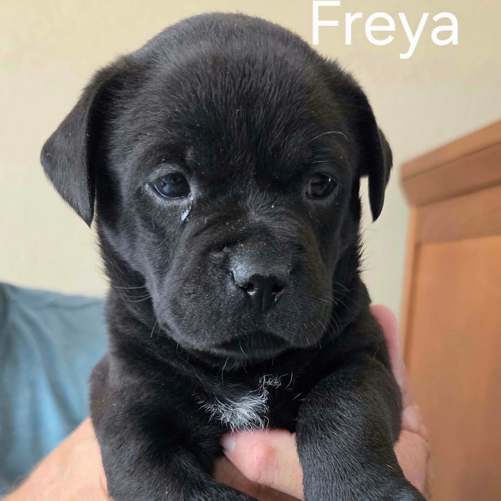 Freya