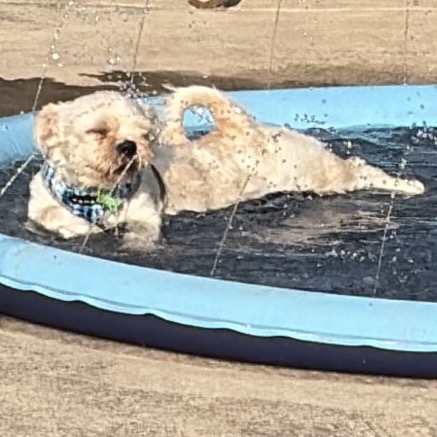 RINSE AND REPEAT - Shih Tzu for adoption in San Antonio