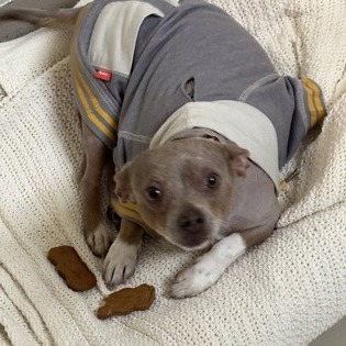 Bratwurst — thumbnail 11