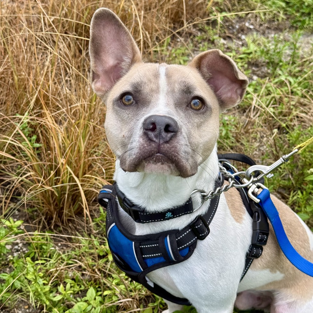 BILLY - Bulldog, French / Terrier available for adoption
