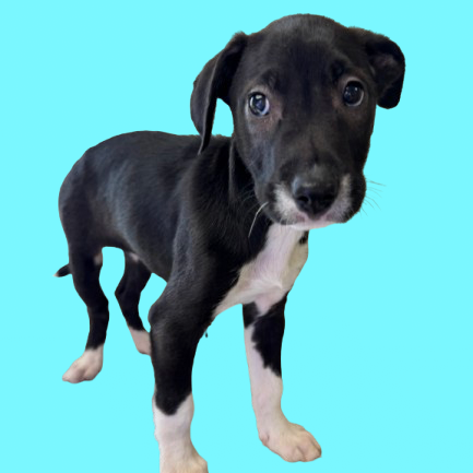 Tusc Stray 83150 2 3