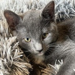 CHARITY - Domestic Shorthair available for adoption