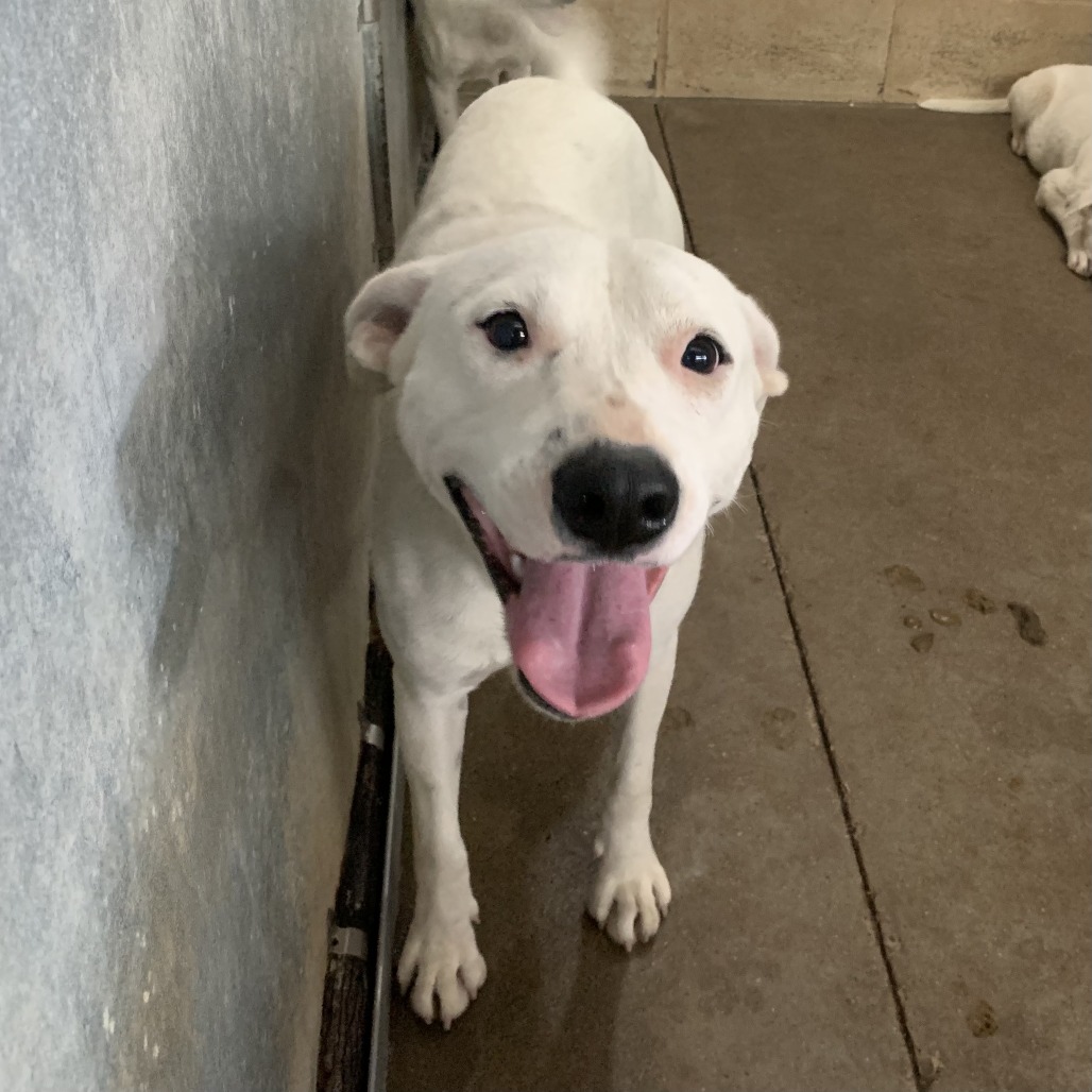 Ms. Shay, available for adoption at PVAS