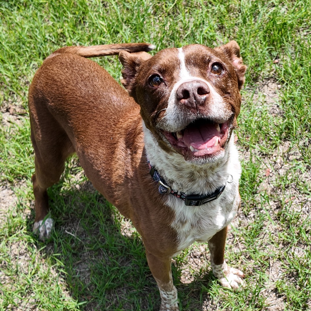 BAMBI - Shepherd / Terrier for adoption in San Antonio