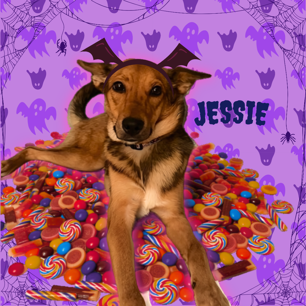 JESSIE - Shepherd / Mixed Breed (Medium) available for adoption