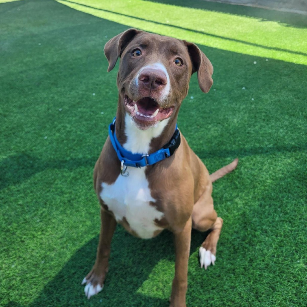 Pit Bull
