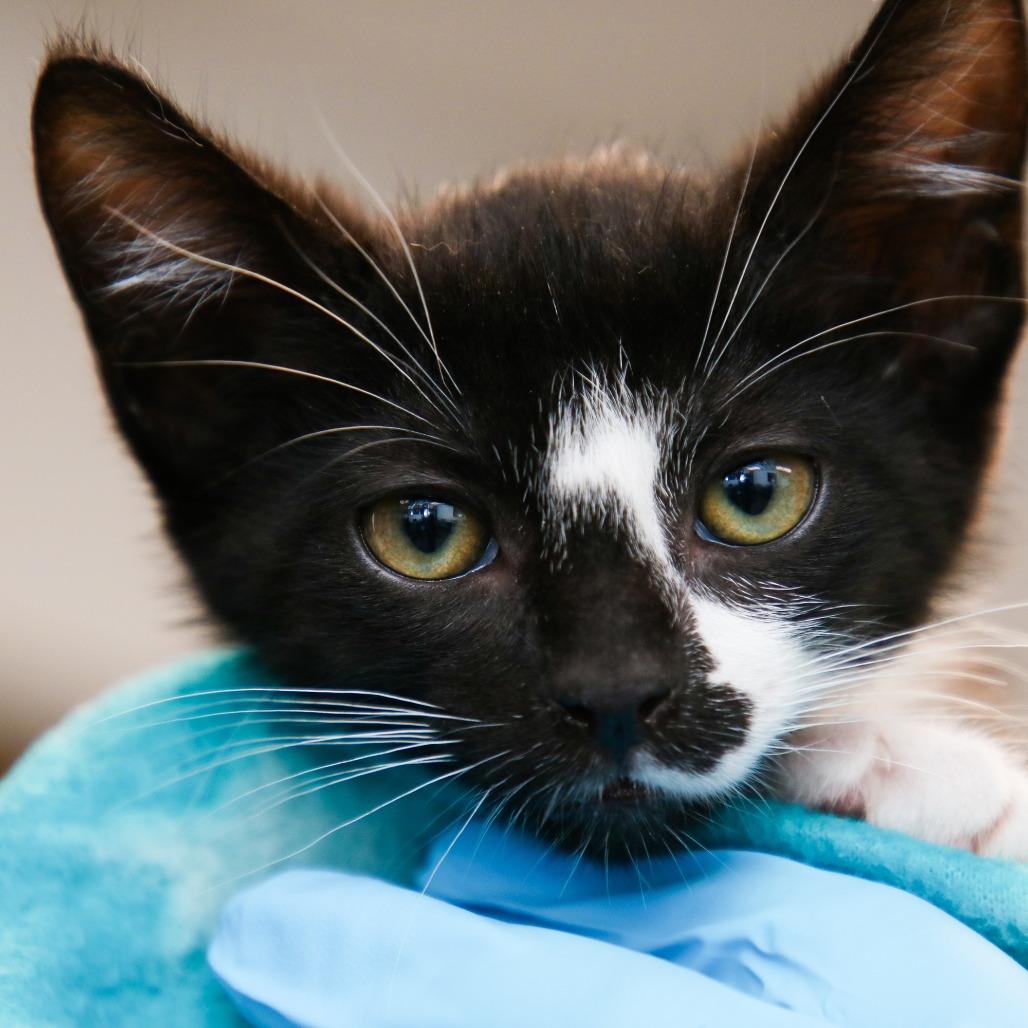 JESSIE - Domestic Shorthair / Mix for adoption in Hattiesburg