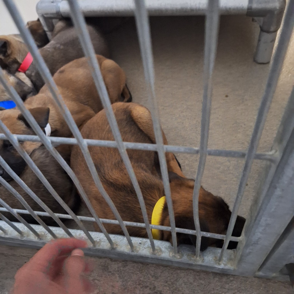 Kennel#10c (Yellow Collar)'s preview photo
