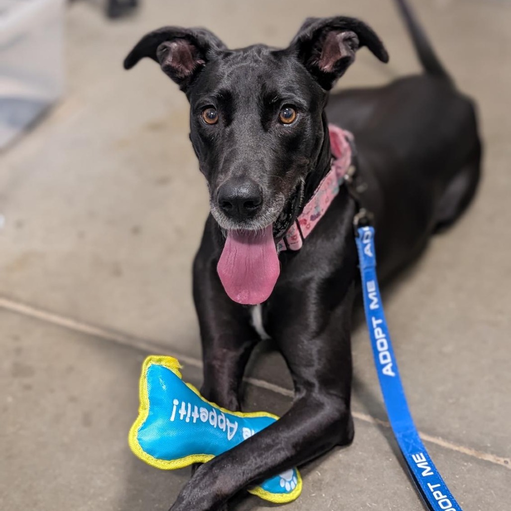 SHAZA - Mixed Breed (Medium) available for adoption