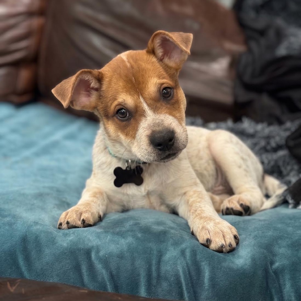 DALLAS - Mixed Breed (Medium) available for adoption
