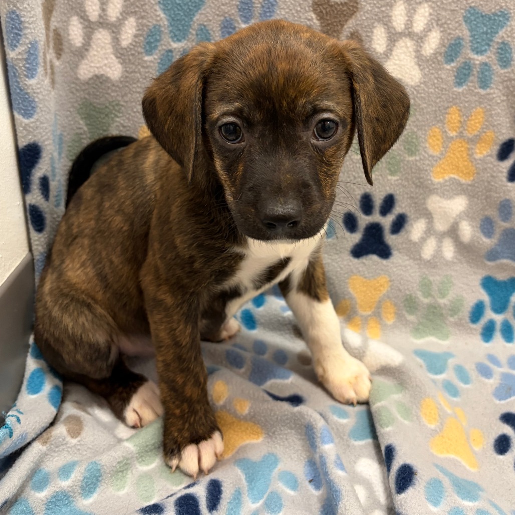 Zester — thumbnail 4