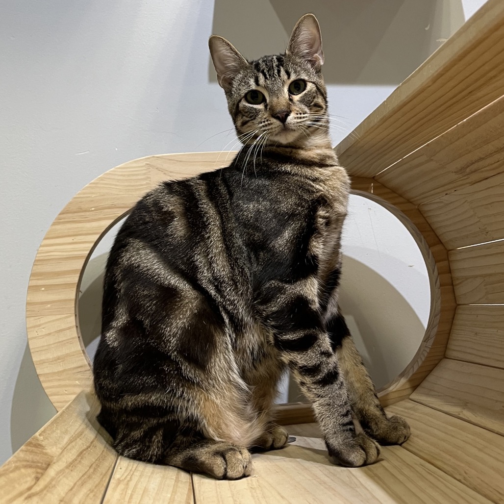 Mr. Meowgi, photo 5