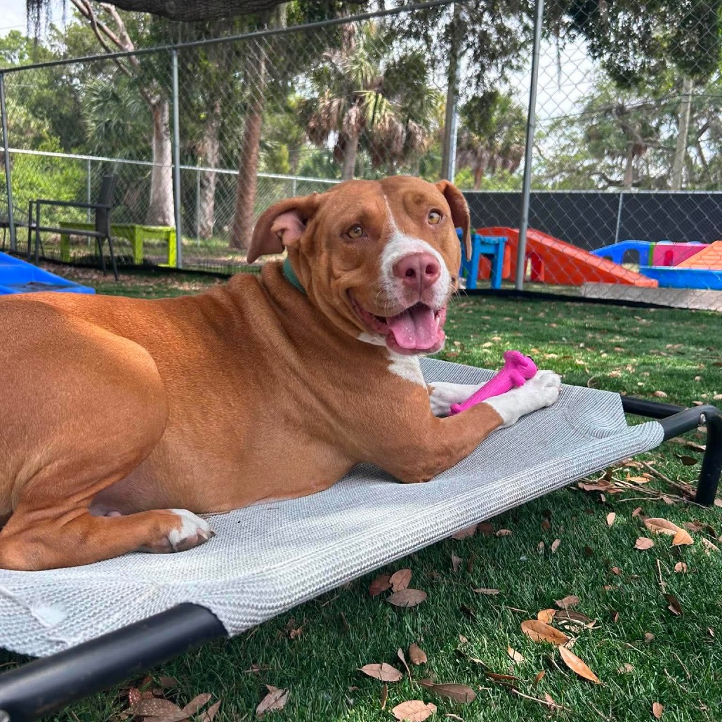 Darlene is available for adoption at The Runaways Animal Rescue