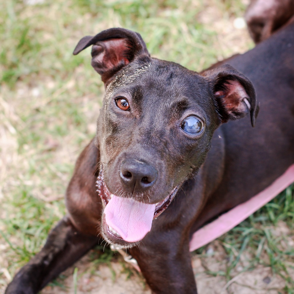 SWEET TEA - Retriever, Labrador / Terrier available for adoption