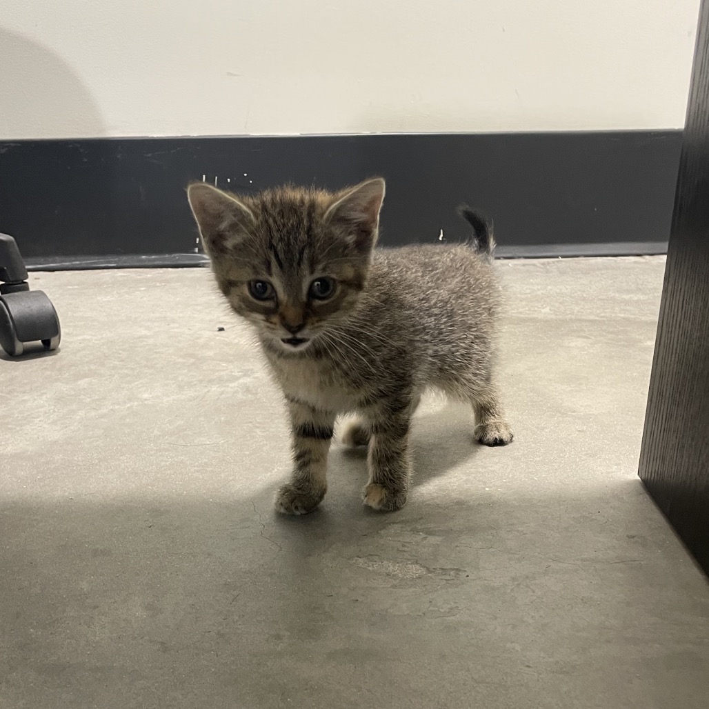 Pumpkin — thumbnail 2